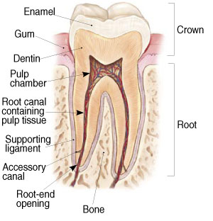 Root Canal Therapy (Endodontics) in Spokane Valley, WA 99206